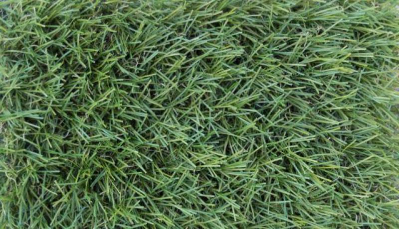 Du 01/04 au 08/04 : 10% de remise sur toute la gamme de gazon synthétique